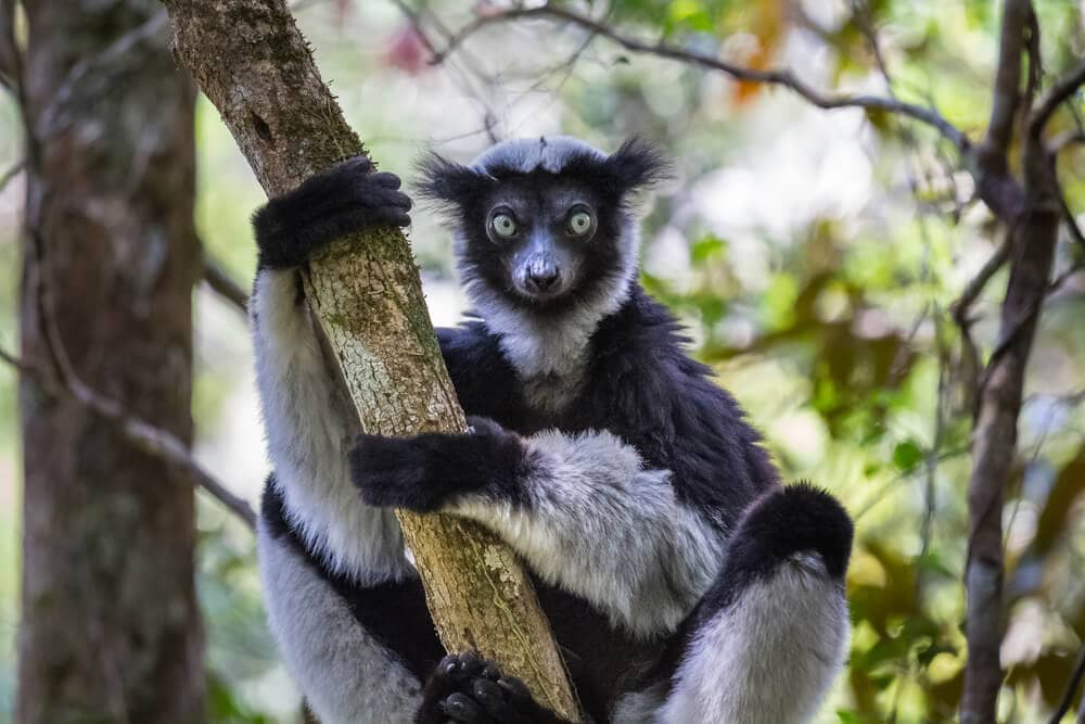 Some of these Majestic Animals Can Only be Found in Madagascar