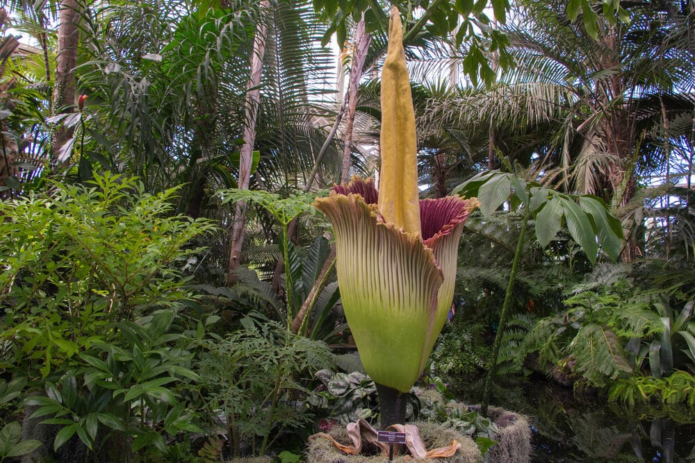 38 of the Strangest Plant Species 