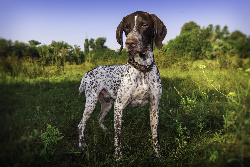 These Dog Breeds Have Evolved to be the Most Elite