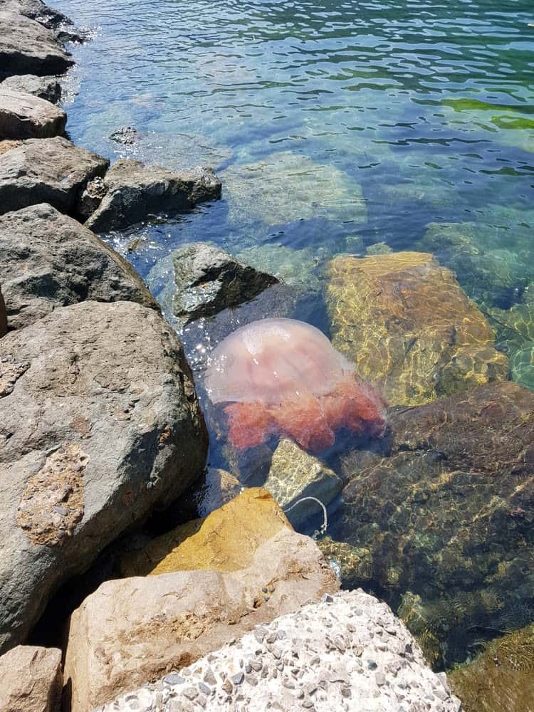 Jellyfish Snot Can Sting a Human Without Even Touching Skin