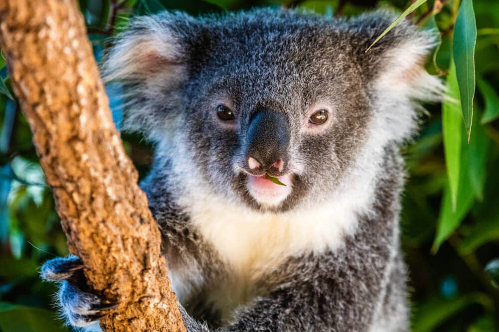 Times Koalas Were Anything But Cute