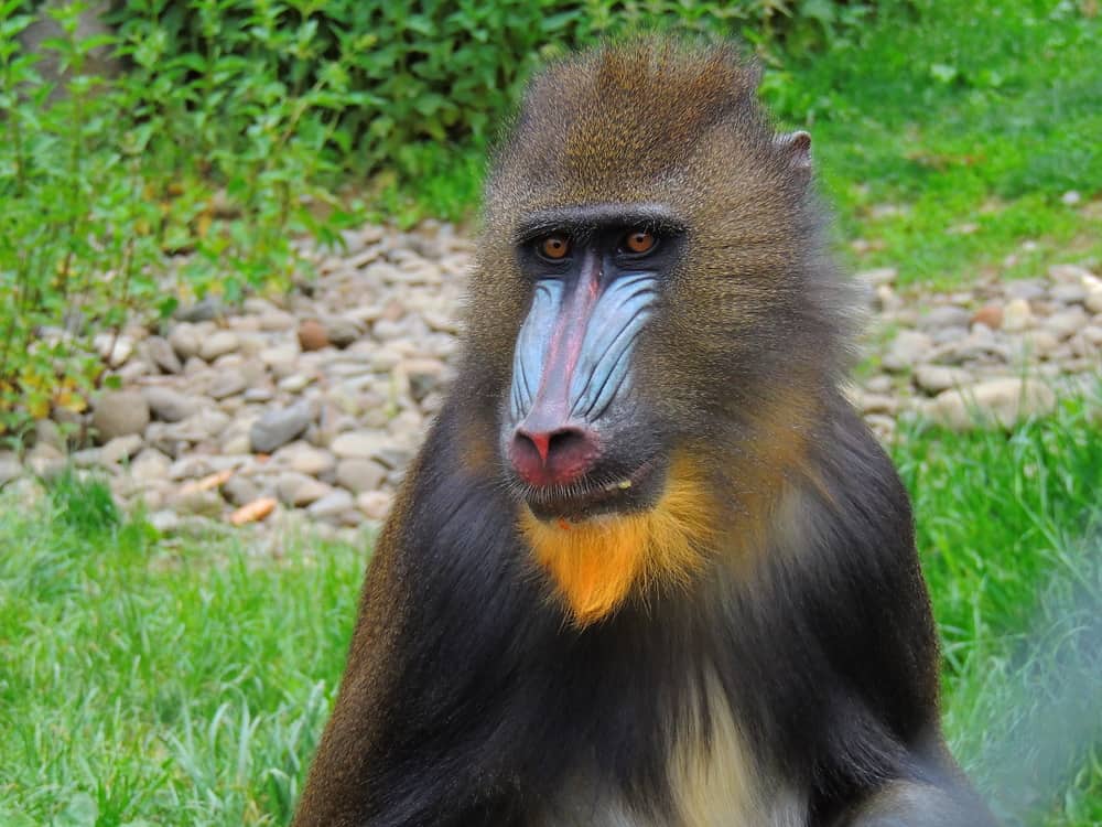 Astounding Facts About Primates that Never Cease to Amaze