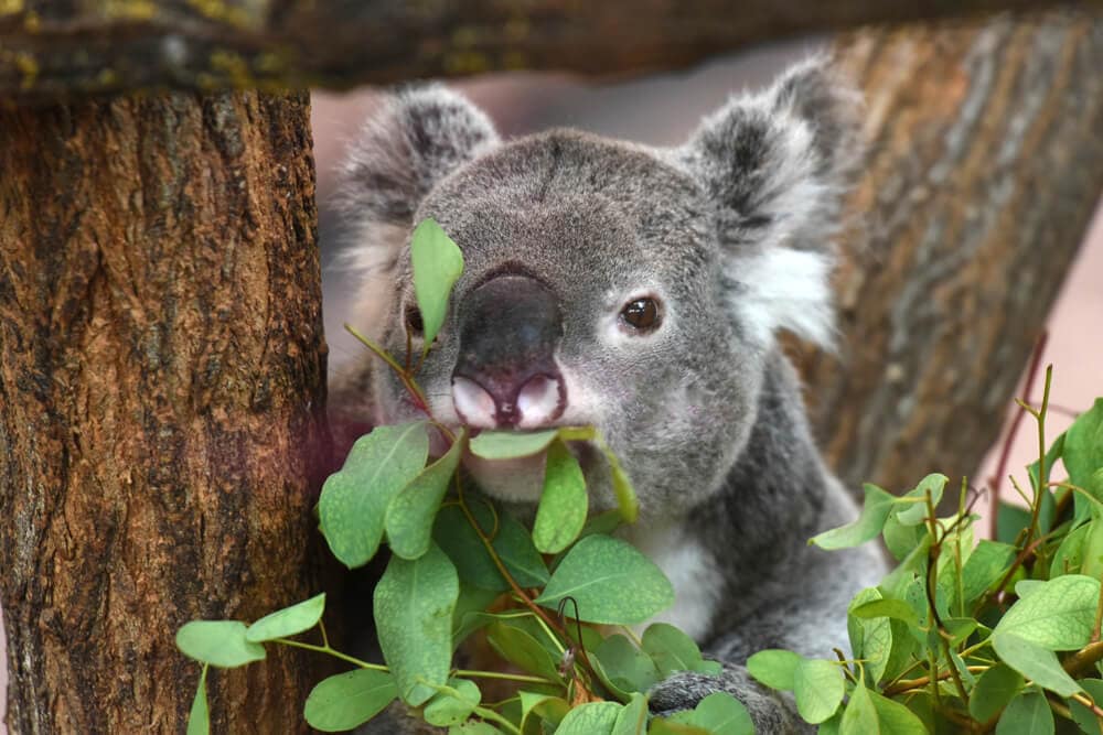 Times Koalas Were Anything But Cute