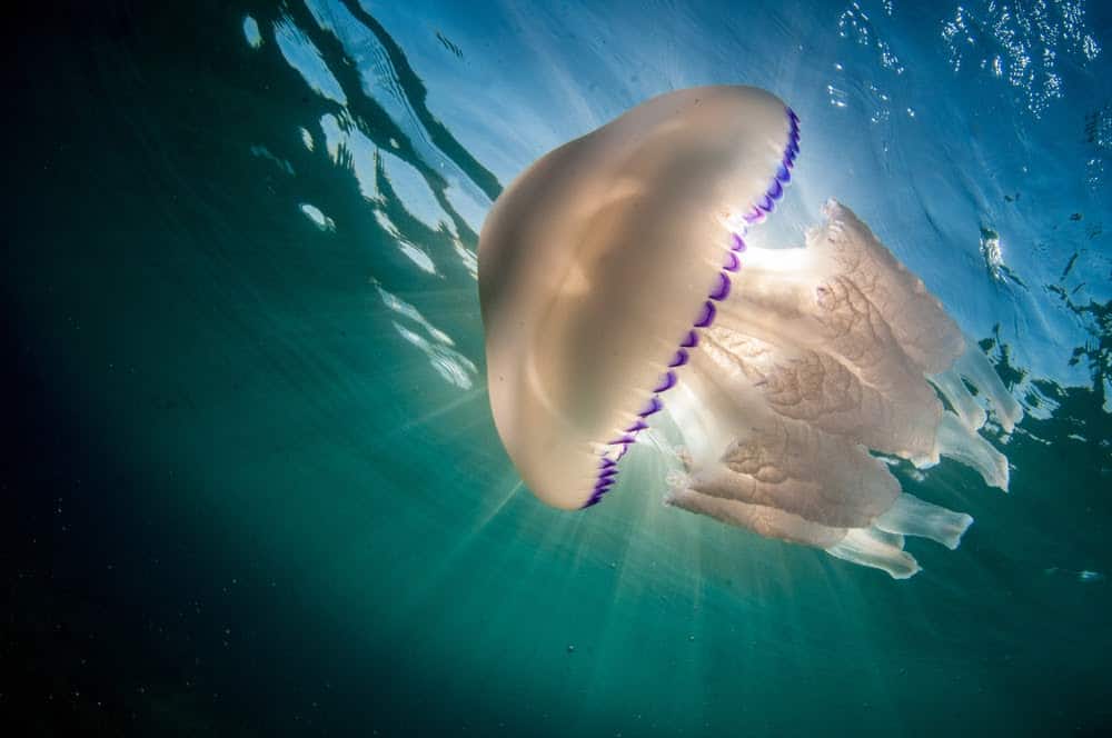 Jellyfish Snot Can Sting a Human Without Even Touching Skin