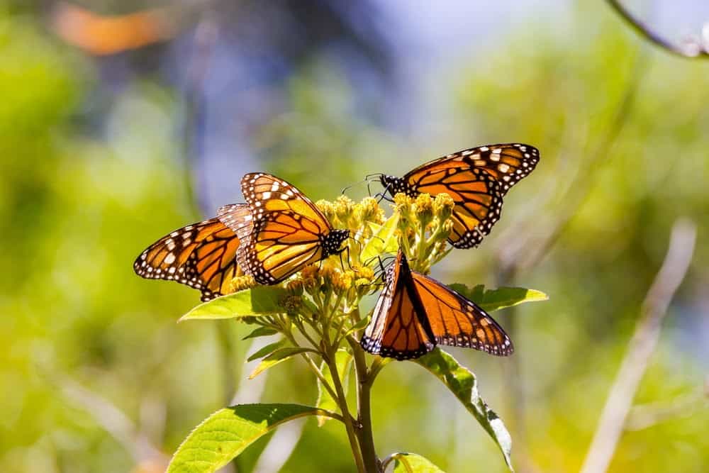 Monarch Patterns Are Changing – Here’s Why