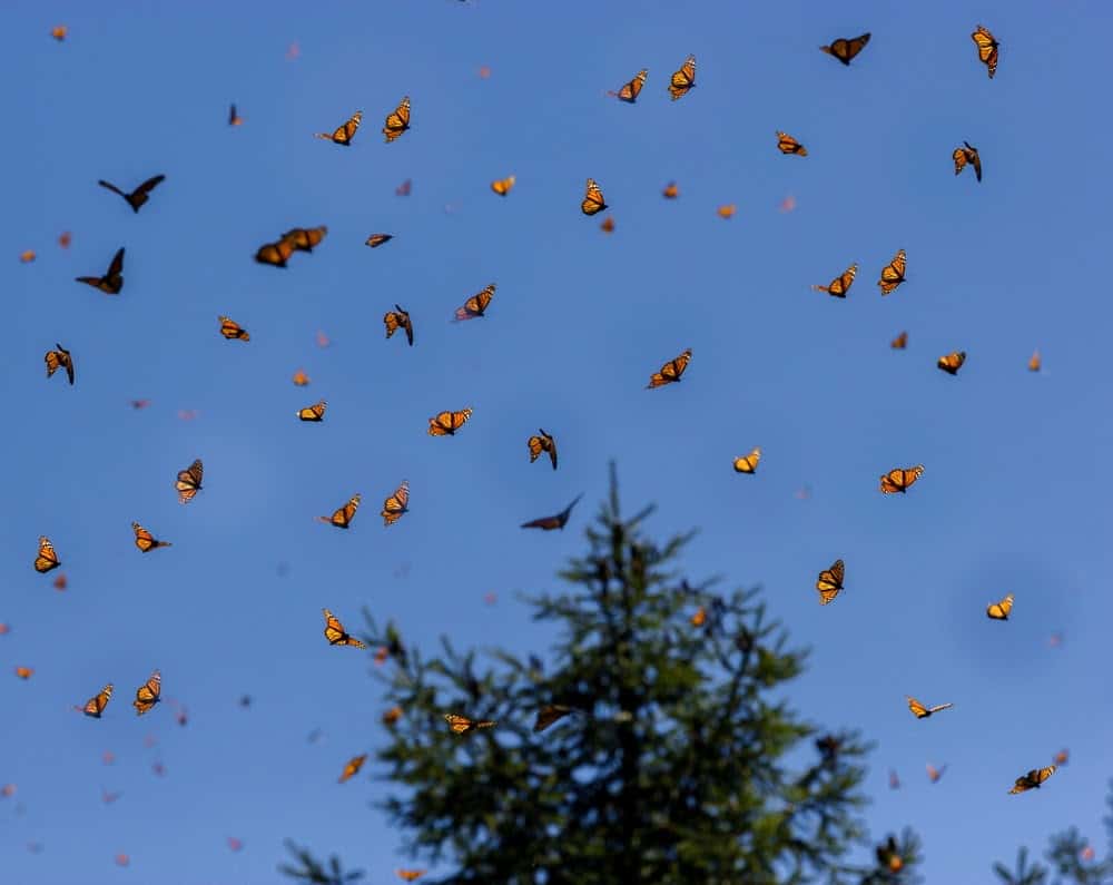 Monarch Patterns Are Changing – Here’s Why