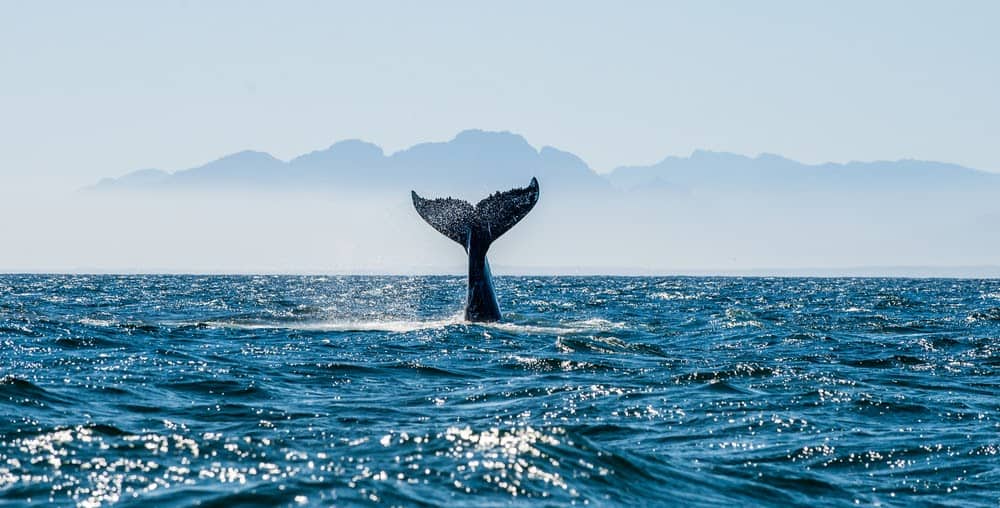 Wildlife in Alaska Puts the Continental US to Shame