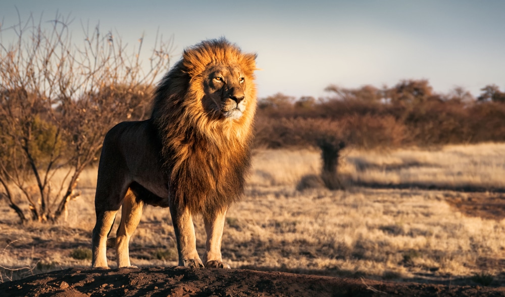 The Most Dangerous Animals In The World and Where They Like To Lurk