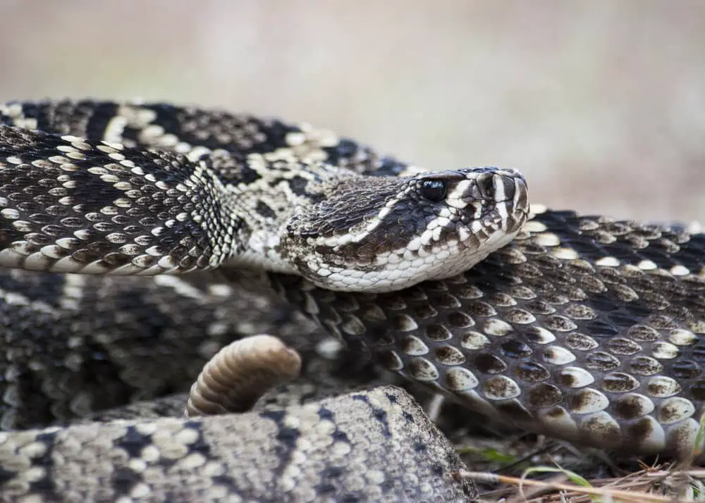 Avoid these Venomous Animals at All Costs