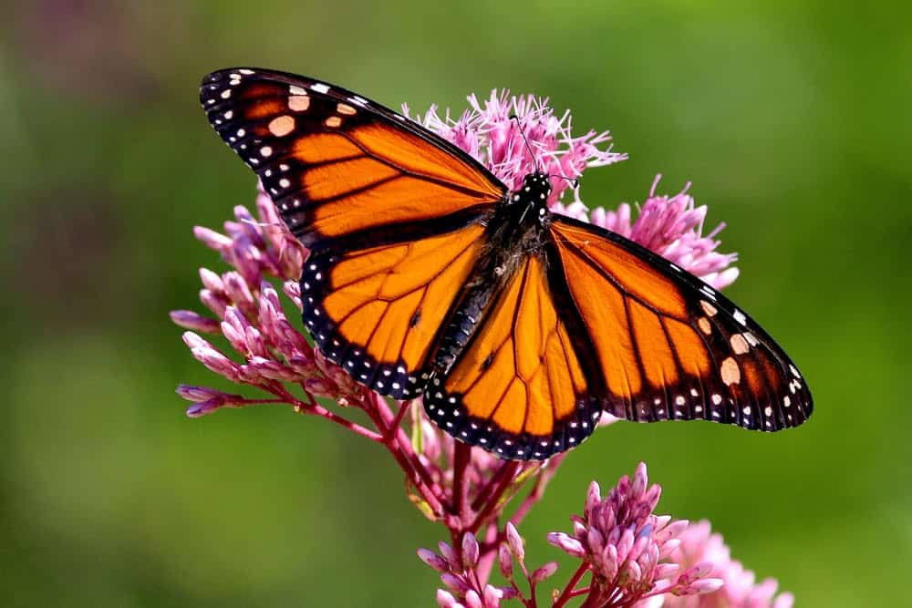 Monarch Patterns Are Changing – Here’s Why