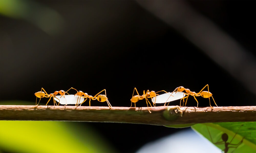 Here’s How Ants and Other Animals Find Their Way Home