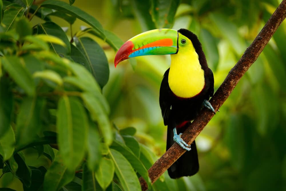 25 Incredible Bird Species Of The Amazon