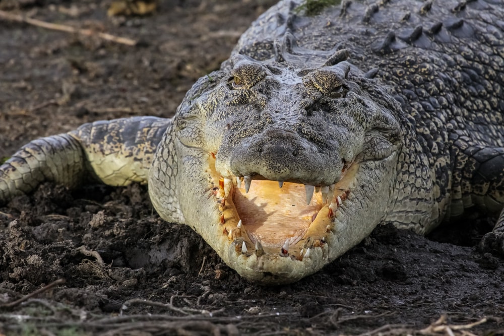 Why Saltwater Crocodiles Are The Scariest Reptile Alive