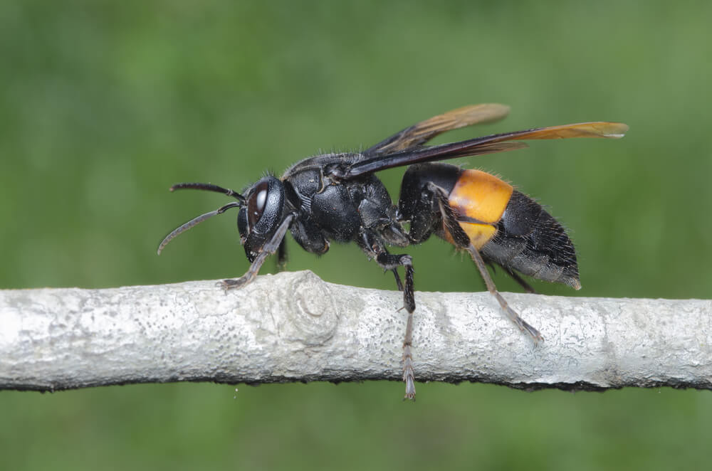 The World’s Creepiest Insects That Will Make Anybody’s Skin Crawl