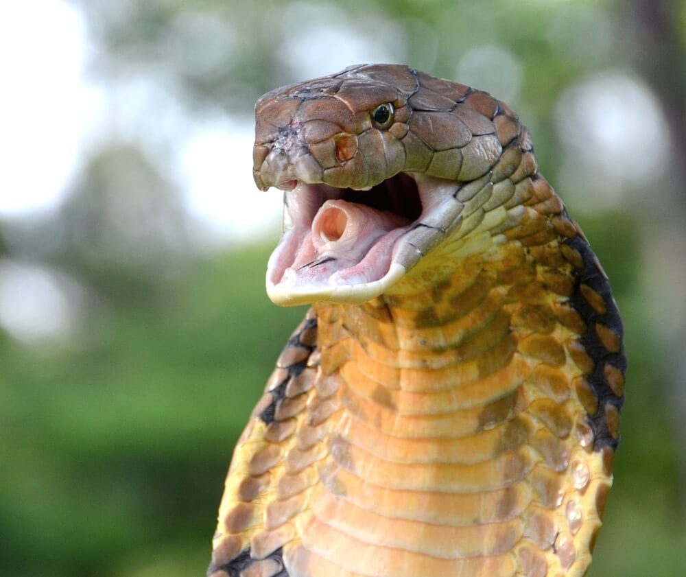 The Most Venomous Snakes On Planet Earth Today