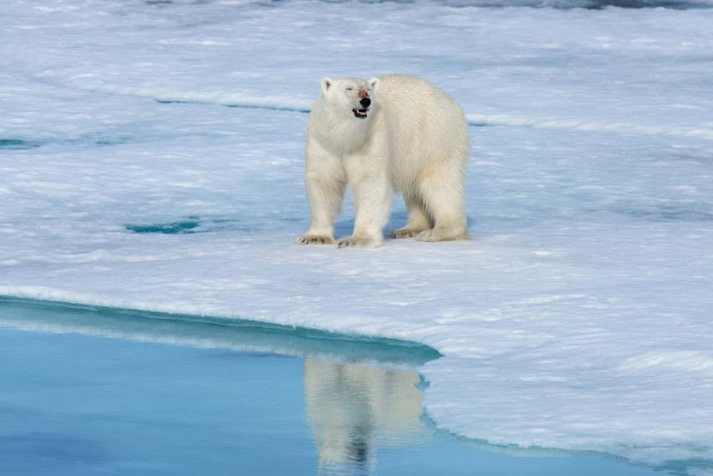 Wildlife in Alaska Puts the Continental US to Shame