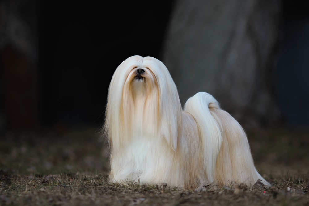 These Dog Breeds Have Evolved to be the Most Elite