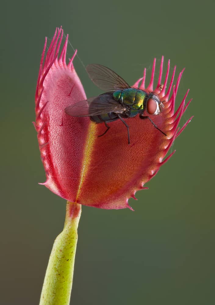 The Venus Flytrap Isn’t the Only Carnivorous Plant