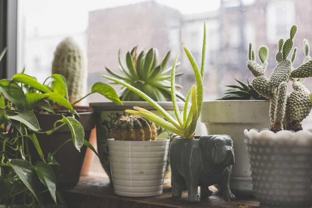 Exploring If Indoor Plants Really Improve Air Quality