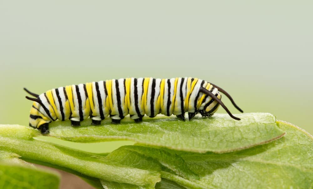 Monarch Patterns Are Changing – Here’s Why