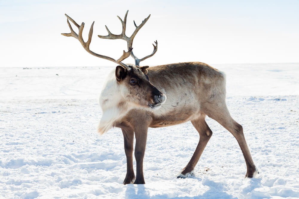 35 Amazing Animals that Live in the Coldest Waters Around the World