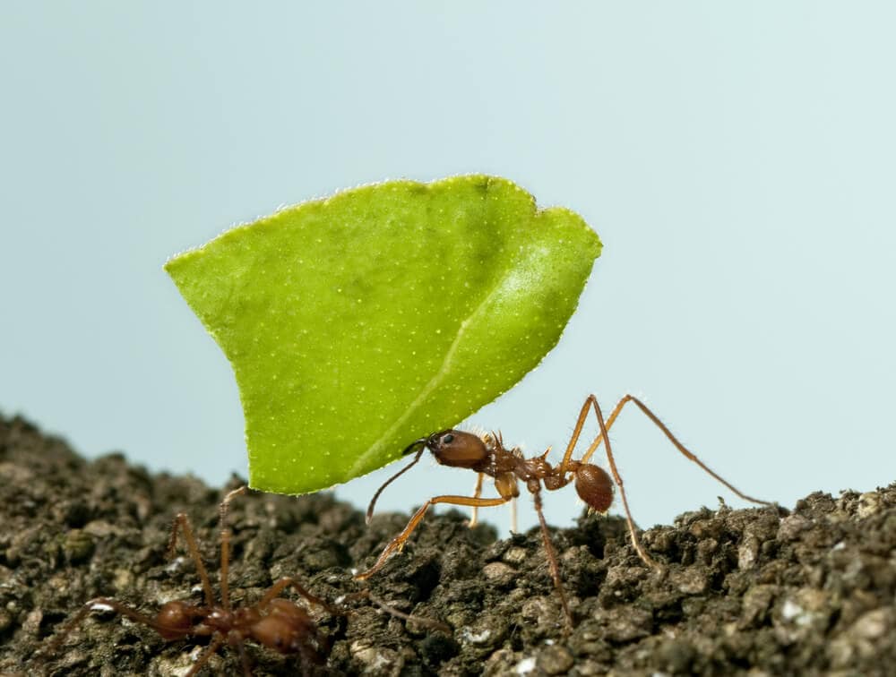 Here’s How Ants and Other Animals Find Their Way Home