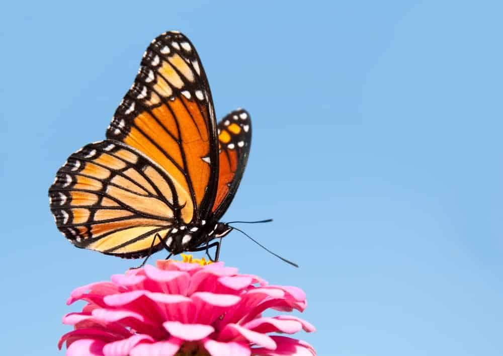 Monarch Patterns Are Changing – Here’s Why