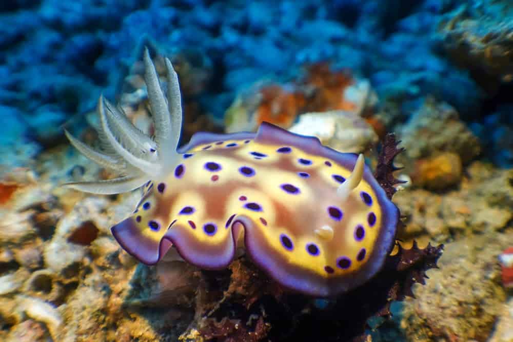 29 Sea Creatures with Superpower-Like Abilities