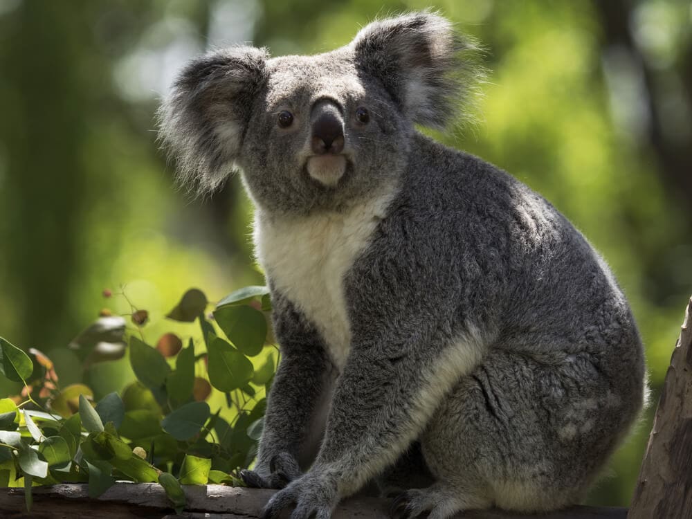 Times Koalas Were Anything But Cute