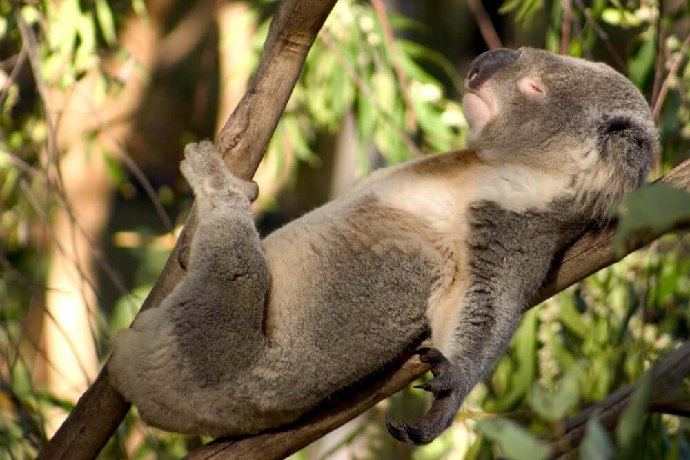 Times Koalas Were Anything But Cute