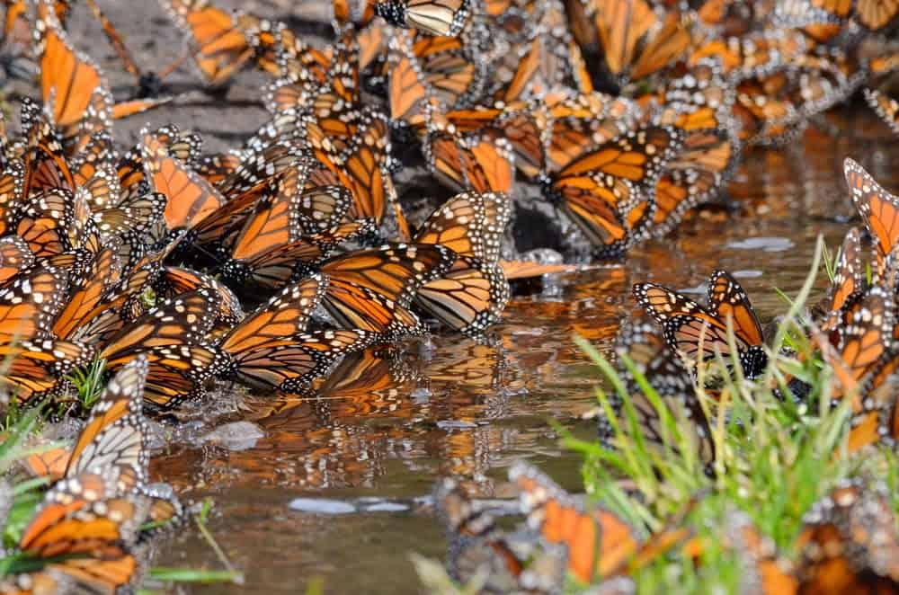 Monarch Patterns Are Changing – Here’s Why