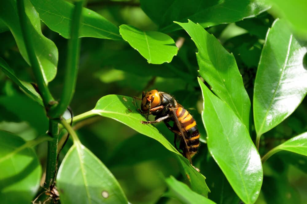 Terrifying Bees & Wasps That Will Keep You Indoors