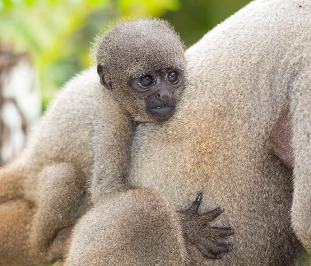 Astounding Facts About Primates that Never Cease to Amaze