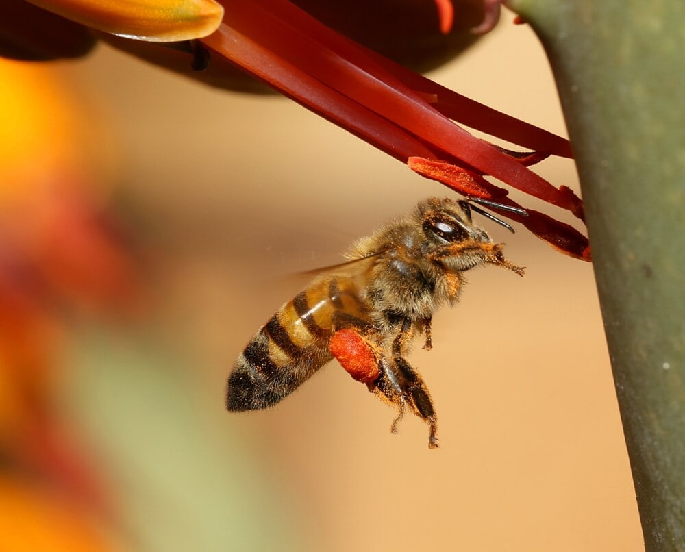 Here’s How Ants and Other Animals Find Their Way Home