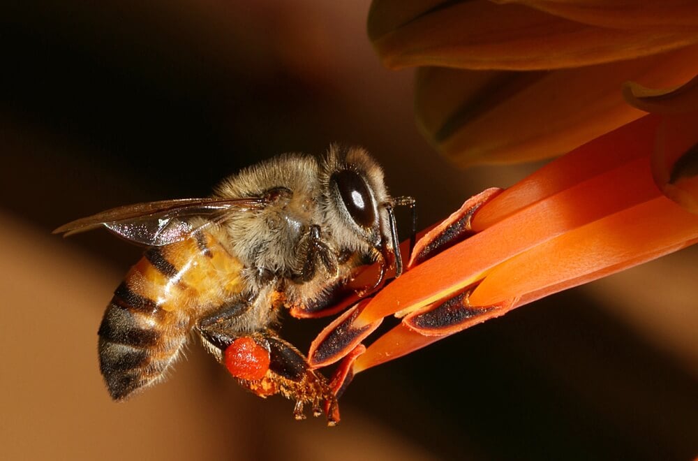 The World’s Creepiest Insects That Will Make Anybody’s Skin Crawl