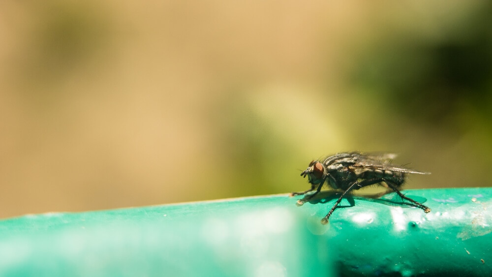 The World’s Creepiest Insects That Will Make Anybody’s Skin Crawl