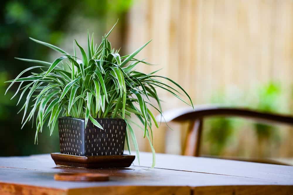 Exploring If Indoor Plants Really Improve Air Quality