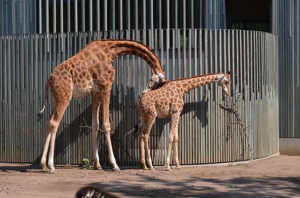 Strangest Animal Habits That People Never See