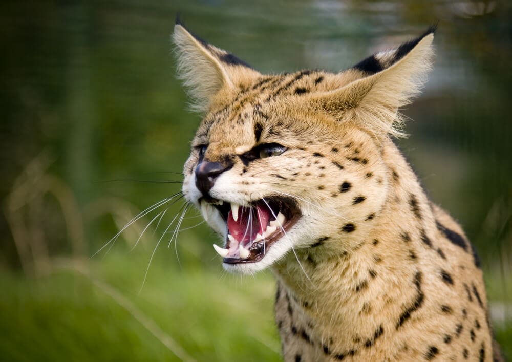 40 of the Most Impressive Predatory Cats in Nature