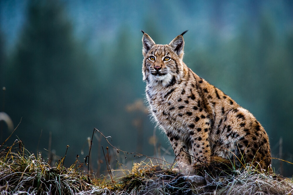 40 of the Most Impressive Predatory Cats in Nature