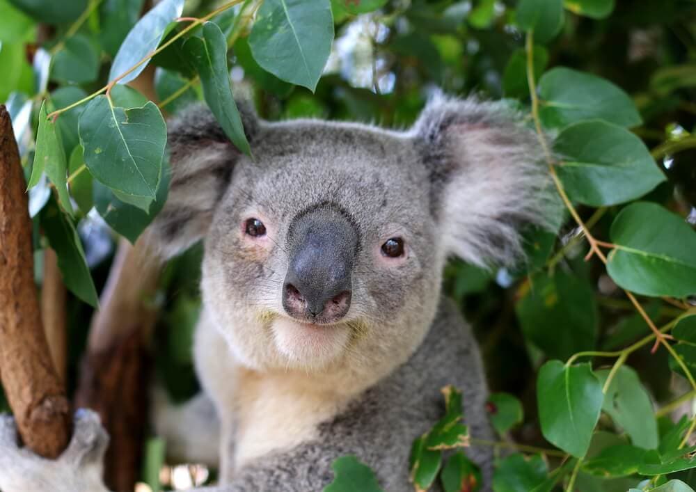 Times Koalas Were Anything But Cute