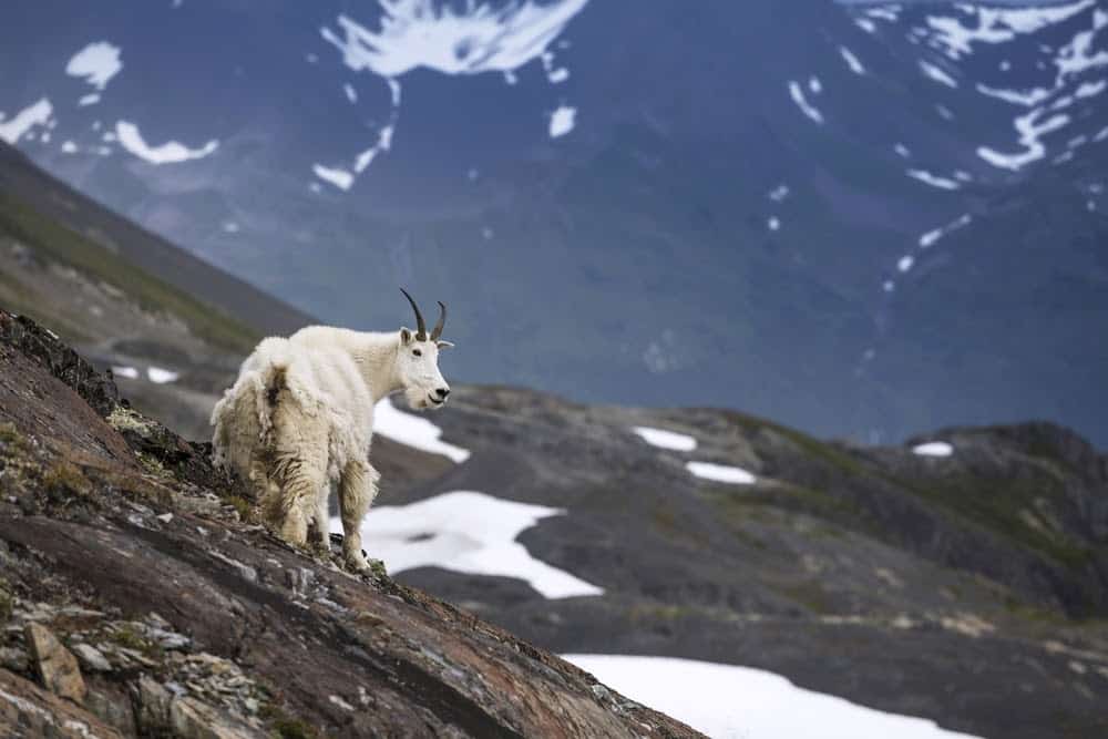 Wildlife in Alaska Puts the Continental US to Shame