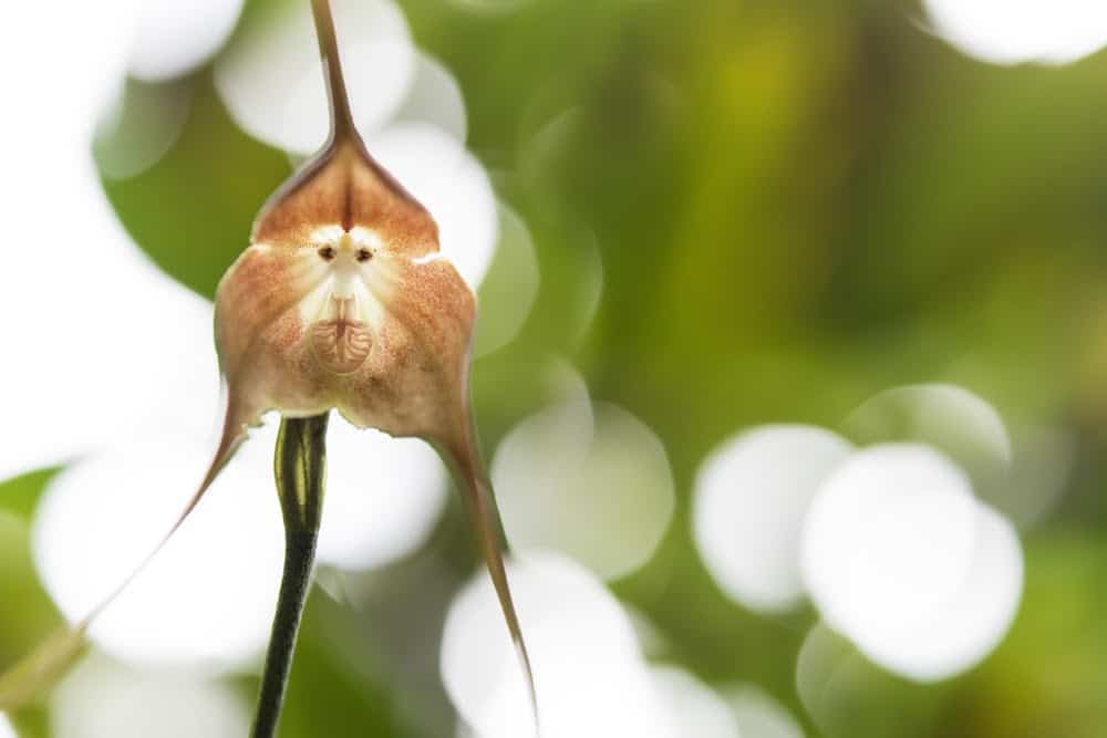 38 of the Strangest Plant Species 