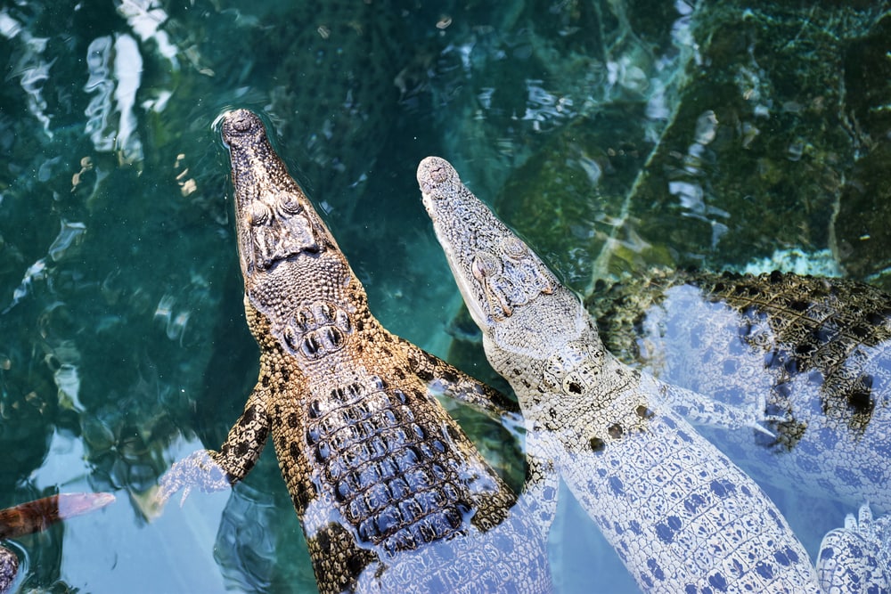 Why Saltwater Crocodiles Are The Scariest Reptile Alive