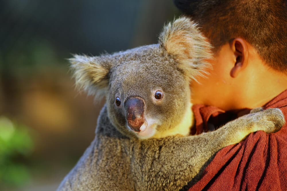 Times Koalas Were Anything But Cute