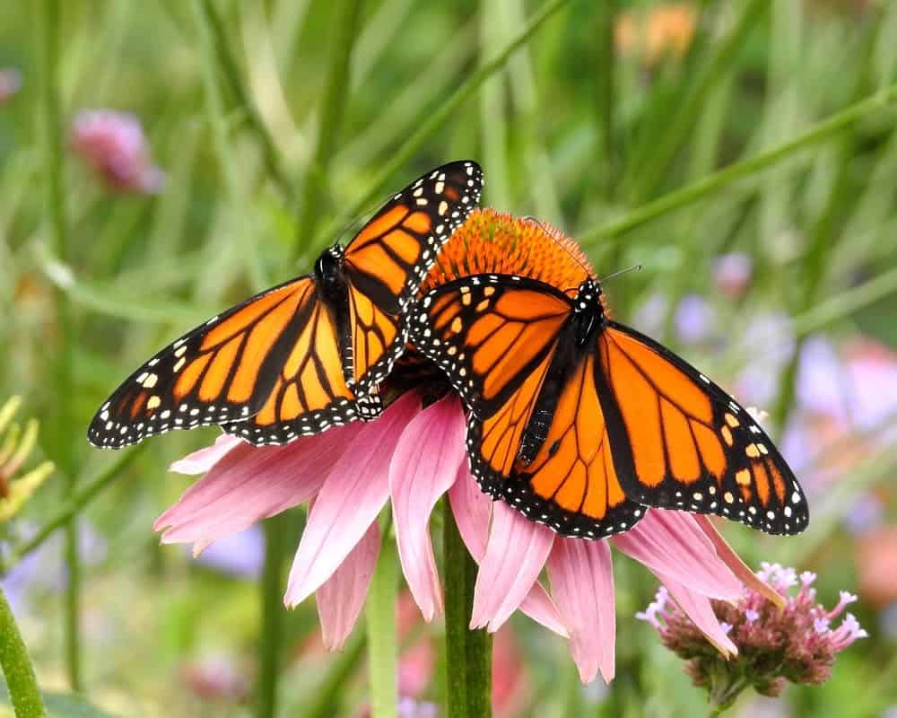 Monarch Patterns Are Changing – Here’s Why