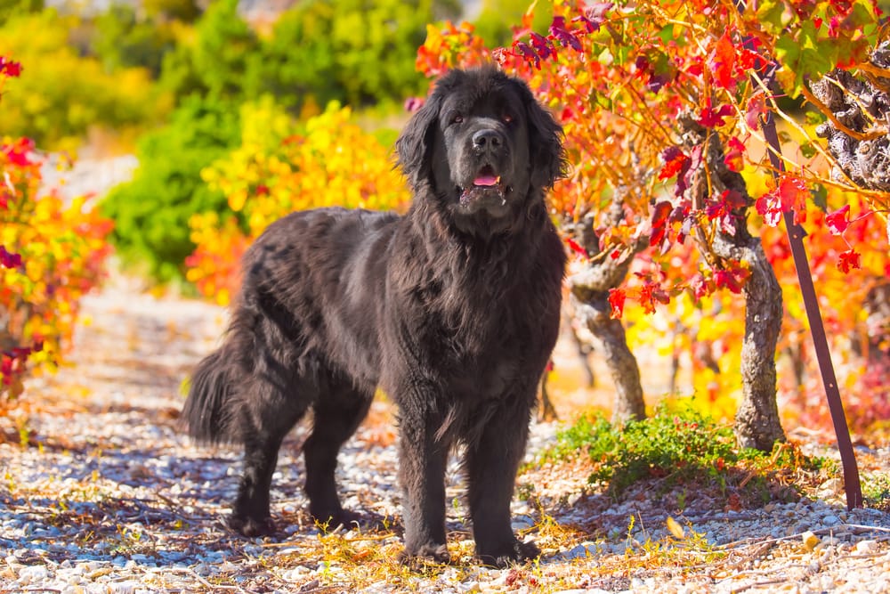 These Dog Breeds Have Evolved to be the Most Elite