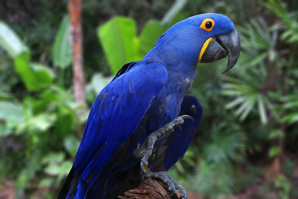 25 Incredible Bird Species Of The Amazon