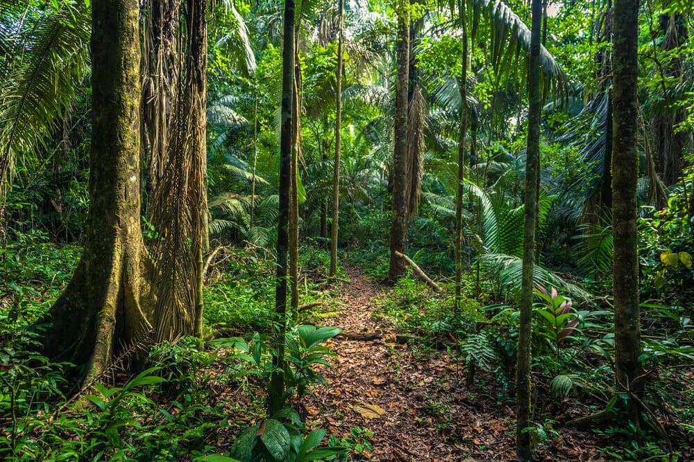 Amazing Creatures Found in the World’s Largest Rainforest