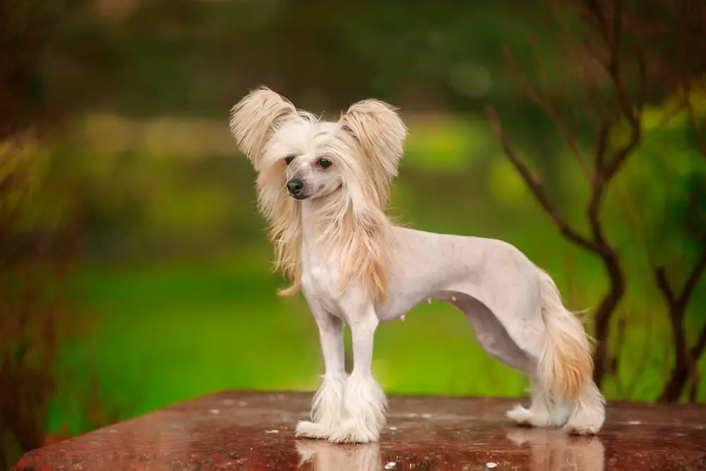 These Dog Breeds Have Evolved to be the Most Elite